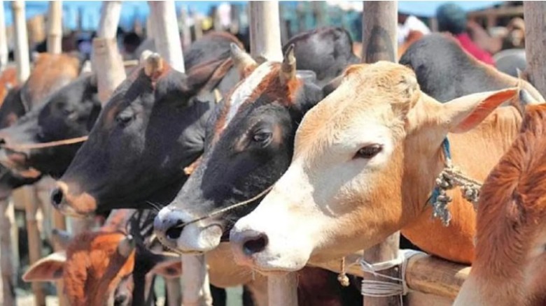 বিএনপি নেতাদের কবজায় ঢাকা দক্ষিণ সিটির কোরবানির পশ...