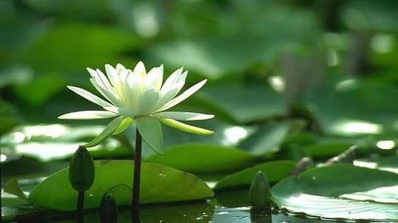 শাপলা খেলে যা উপকার...