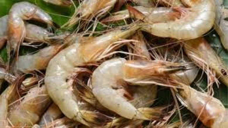 ভারত থেকে ভেনামির পোনা আমদানির অনুমতি বাতিল