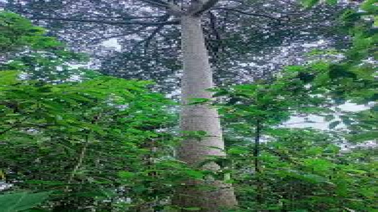 জলবায়ু পর্যবেক্ষণ ব্যবস্থাই হুমকিতে, তাপমাত্রা বৃদ্ধির কঠোর সতর্কতা বিজ্ঞানীদের